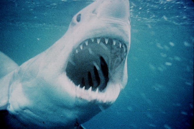 Great white shark